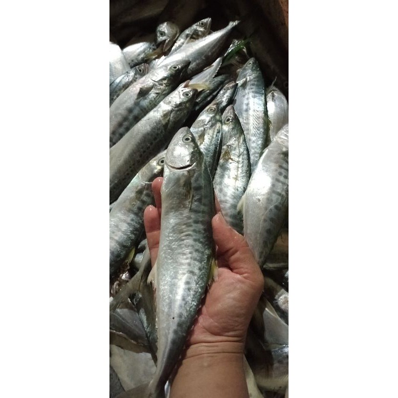 

tengiri segar 500gr