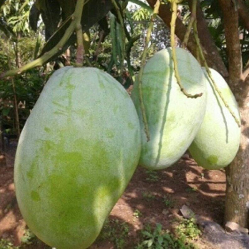 bibit mangga gajah super unggul