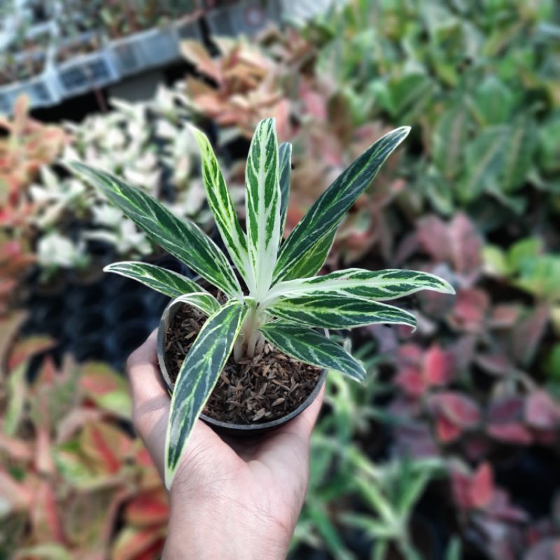 Aglaonema bamboo / aglonema bambu