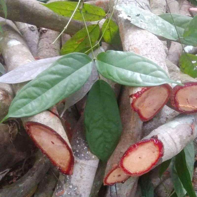 

Bajakah Tampala Merah Asli