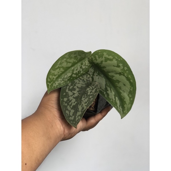Scindapsus exotica tanaman hias