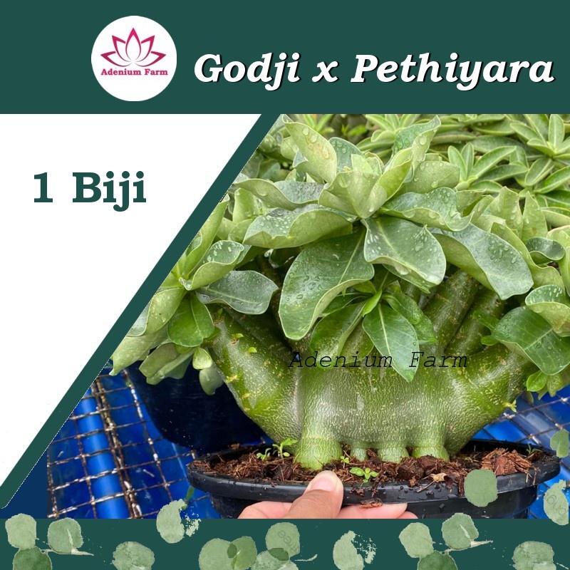 Benih Biji Bibit Adenium Arabikum Hibrid GODJI X PETHIYARA