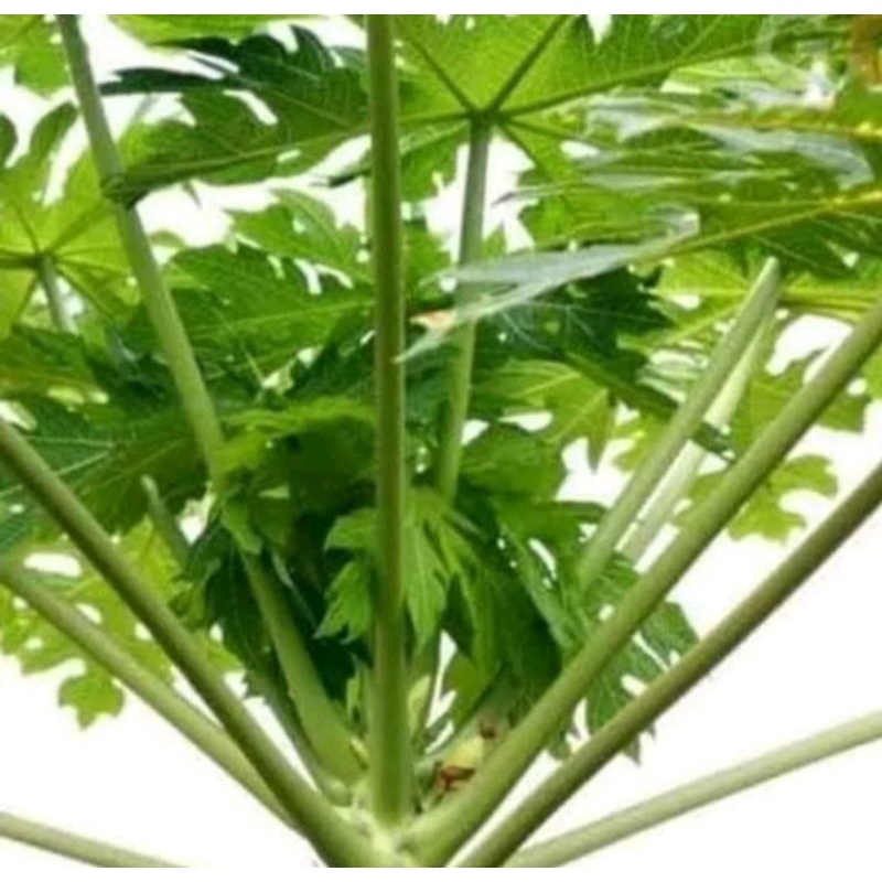 

Daun Pepaya Muda Segar 500 Gram