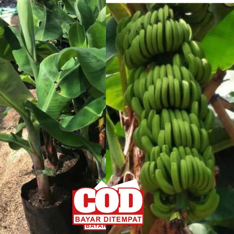 BIBIT PISANG RAJA_SAJEN