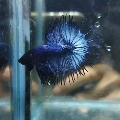 IKAN CUPANG CROWNTAIL/CT/SERIT BLUE STEEL 100% REALPICT