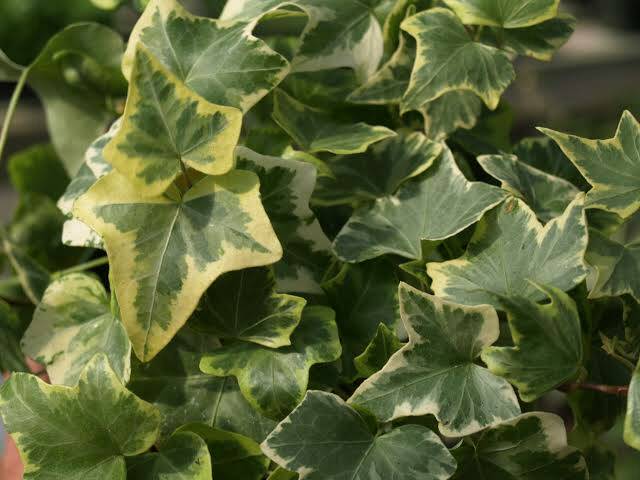 English Ivy Variegata/ Bibit Ivy Variegata Daun Rimbun/ Tanaman Gantung Ivy