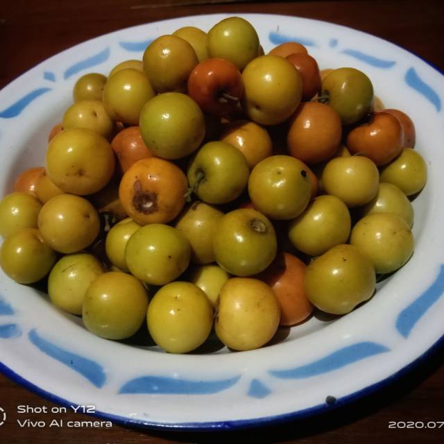 

Buah Bidara arab