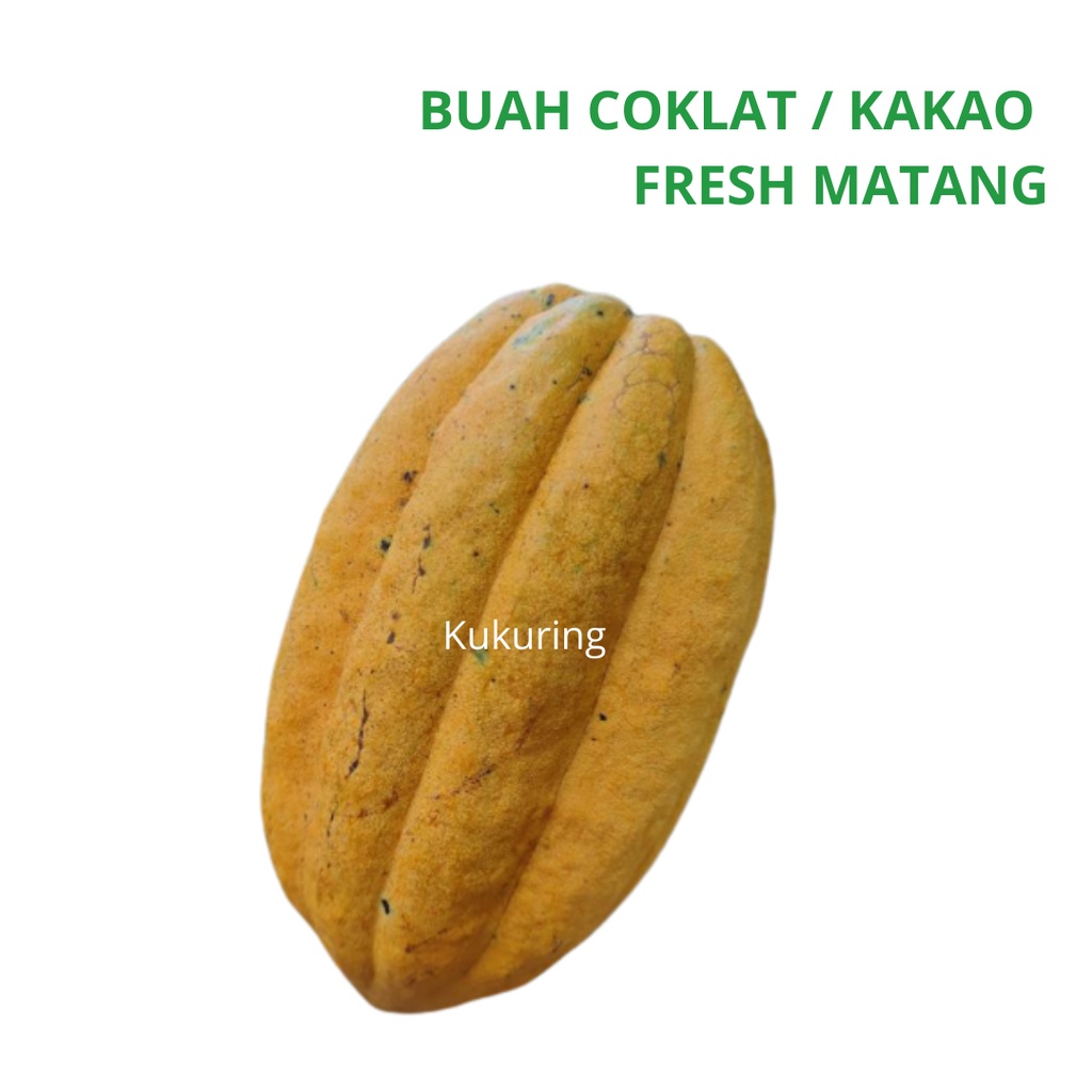 

Buah Coklat Kakao Kakau Matang Langsung Petik