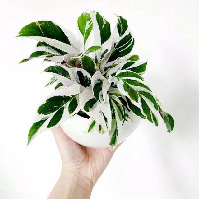 Tanaman hias calathea  white  fusion meranti tissue  calathea  