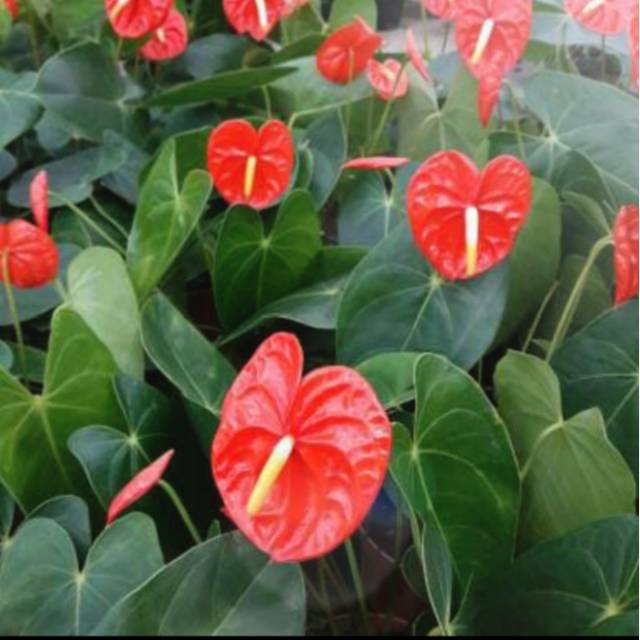 Tanaman hias anthurium mini - anthurium cabe mini