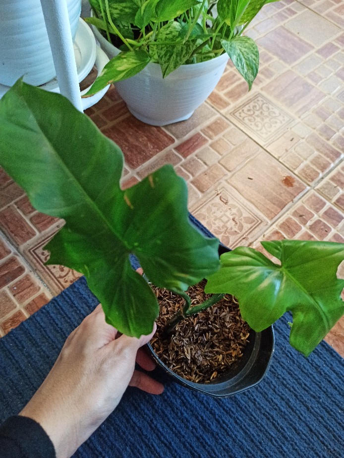 Tanaman Hias Philodendron Dragon Varigata Philo