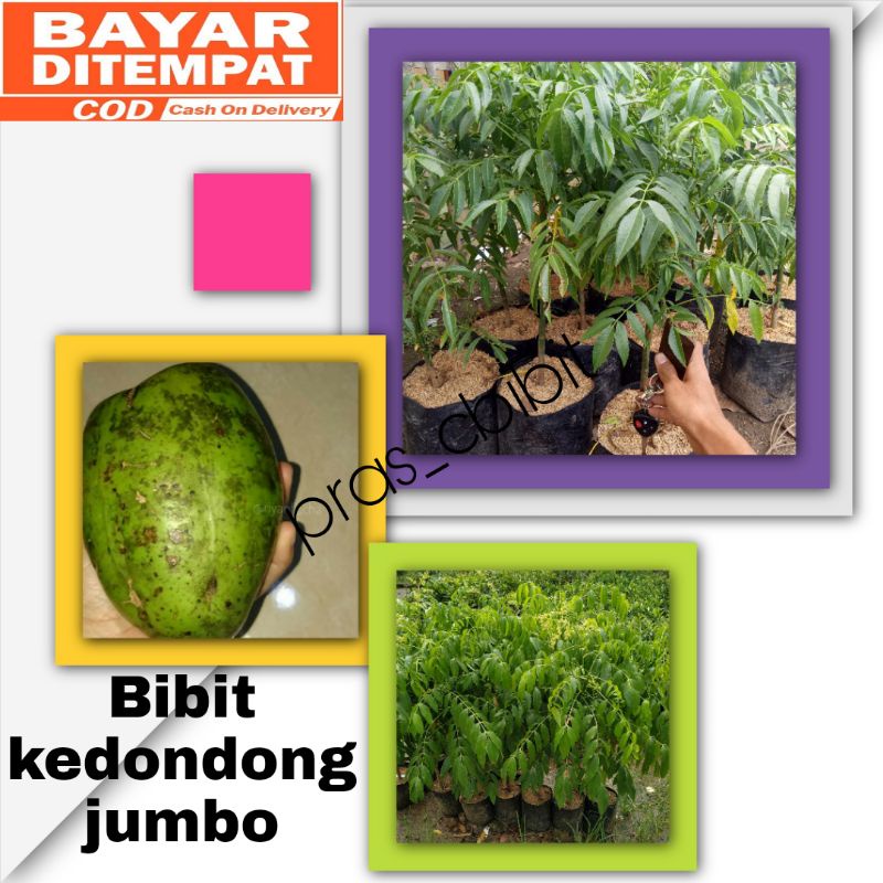 Bibit kedondong jumbo kondisi berbuah