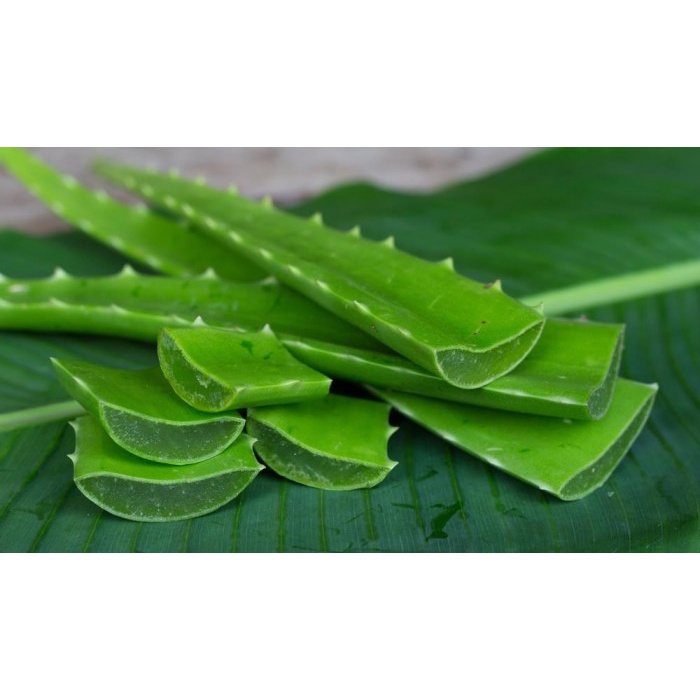 

b01n1nh Pelepah Lidah Buaya / Daun Lidah Buaya ( Dijamin Bebas Peptisida ) Ds201Fs