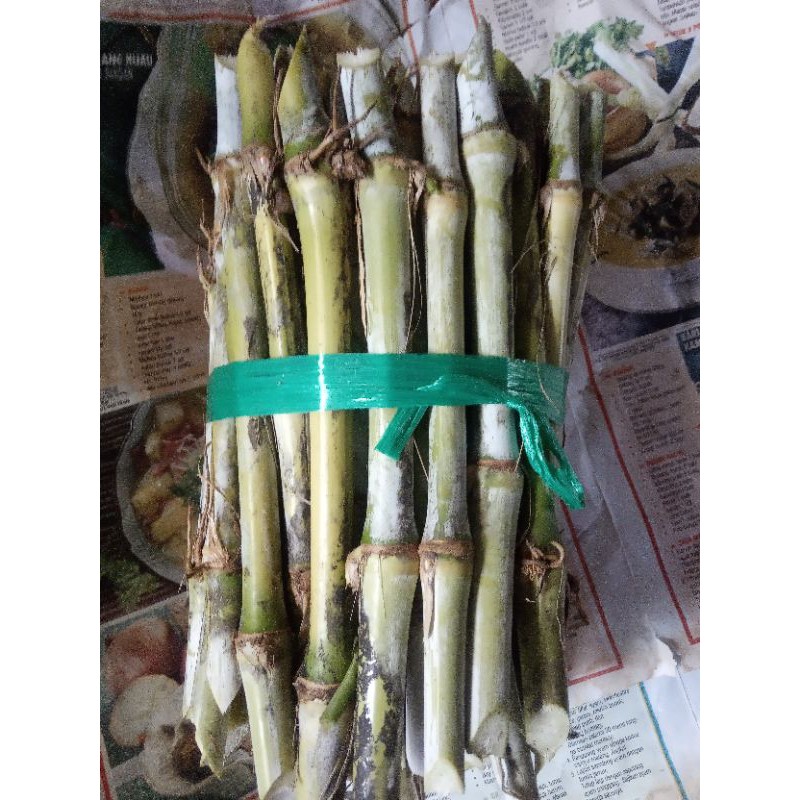 bibit rumput zanzibar.