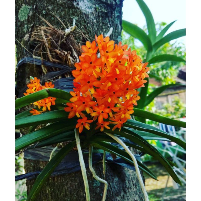 PROMO  Vanda ascocentrum miniatum spesie