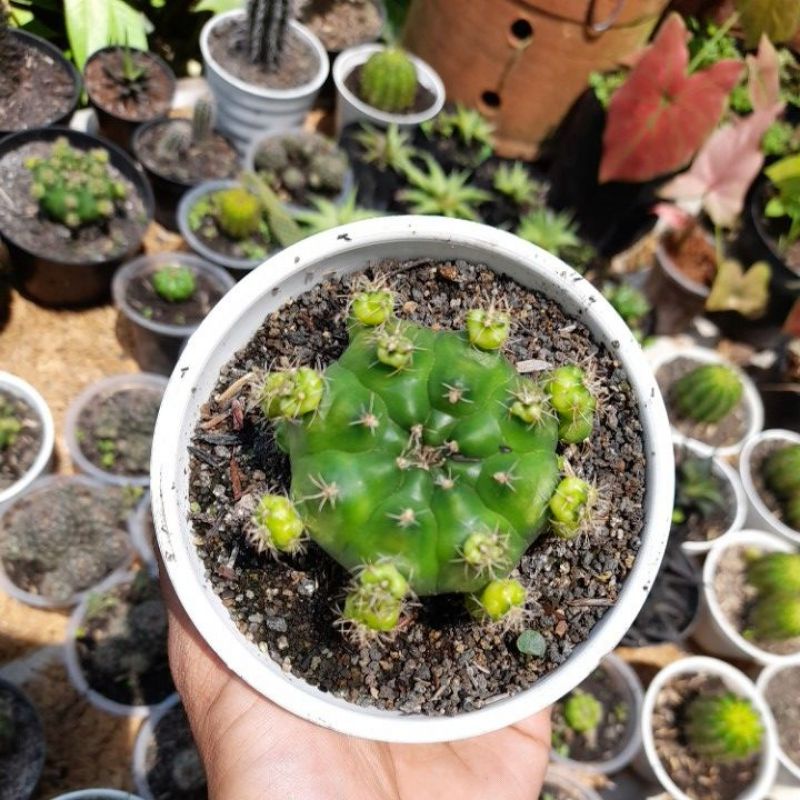 cactus gymnocalycium damsii