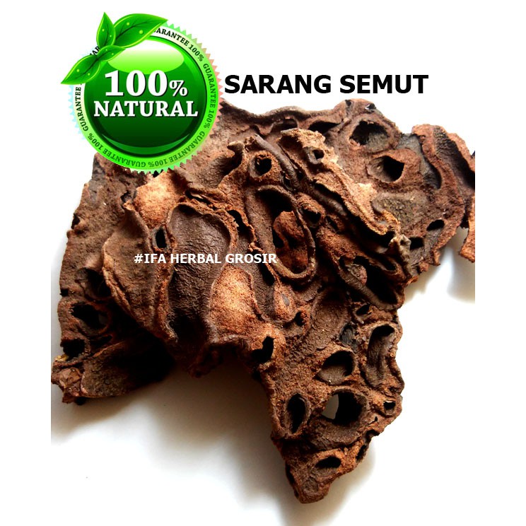 

Jamu Herbal Tradisional Teh Sarang Semut Asli Papua MMM971