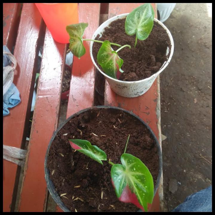 Caladium Shycool/Keladi Tumpah Cat Anakan