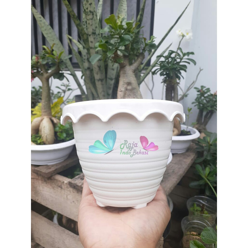 Pot Bunga Tanaman Taiwan Bee 131 Putih Mirip Tawon / Plastik / Pot Kaktus Mirip Mirip Pot Tawon 12