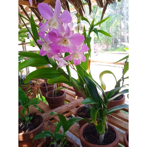 bibit anggrek dendrobium arindang