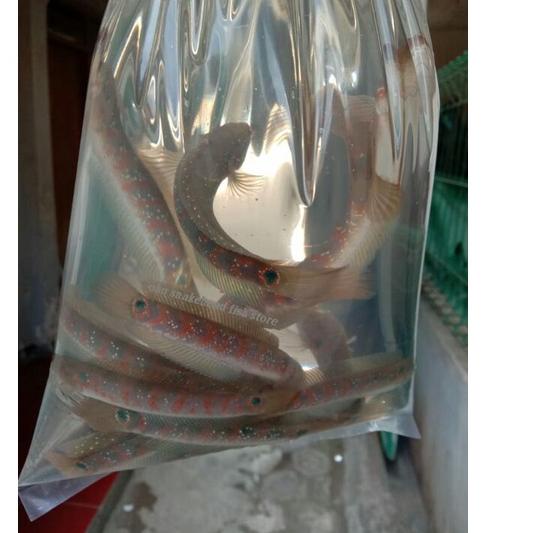 ☄️Insta Sell ASIATIKA RS PURE 3-4CM AN / REd sTRIP | NEW | REBORN | Rilis | New event