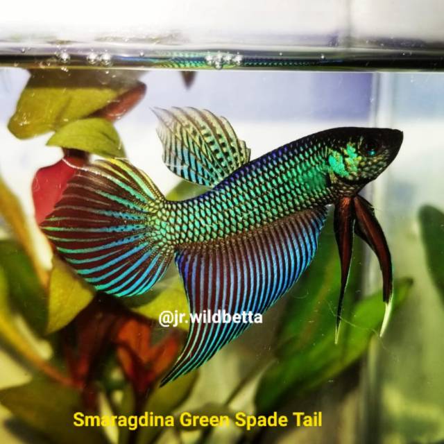 Promo Wild Betta Smaragdina Green Spade Tail - Ikan Cupang Alam hijau