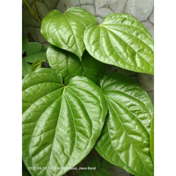 

Daun Sirih fresh 100% organik langsung dipetik dari kebun minimal order 50 lembar