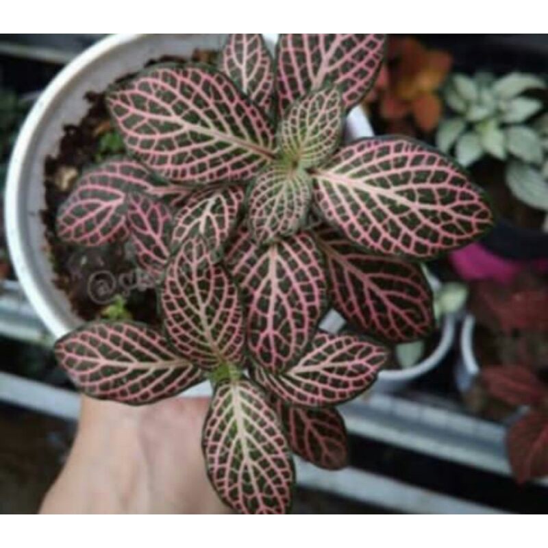 tanaman hias epicia pitonia - epicia pitonia - tanaman hias epicia