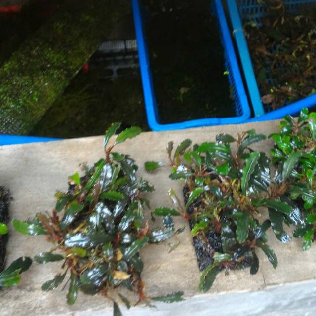 Bucephalandra size medium media pakis