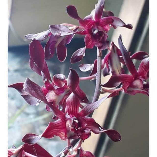 ANGGREK KRITING DENDROBIUM CALLIOPE PURPLE/ MINI BLACK SPIDER THAILAND