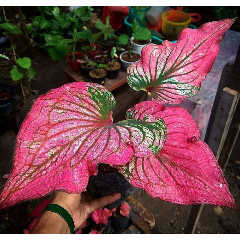KELADI HIAS INFINITY/CALADIUM INFINITY IMPORT/KELADI INFINITY