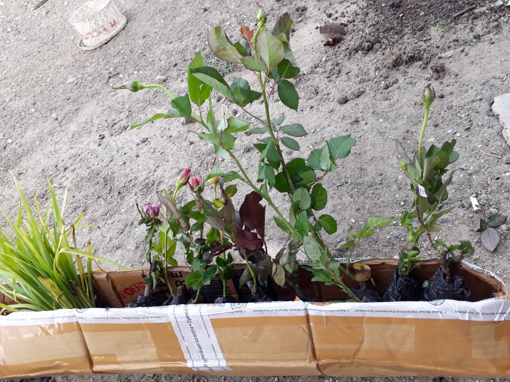 Tanaman Hias Sedap Malam