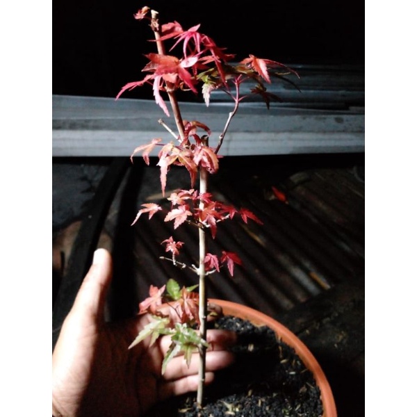 Pohon Maple/ Japanese Red Maple/ Red Maple Japanese