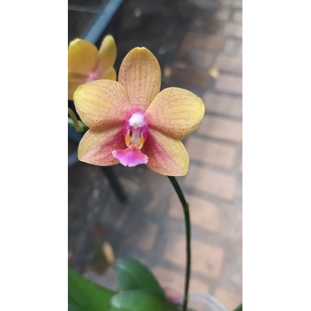 anggrek bulan mini wangi