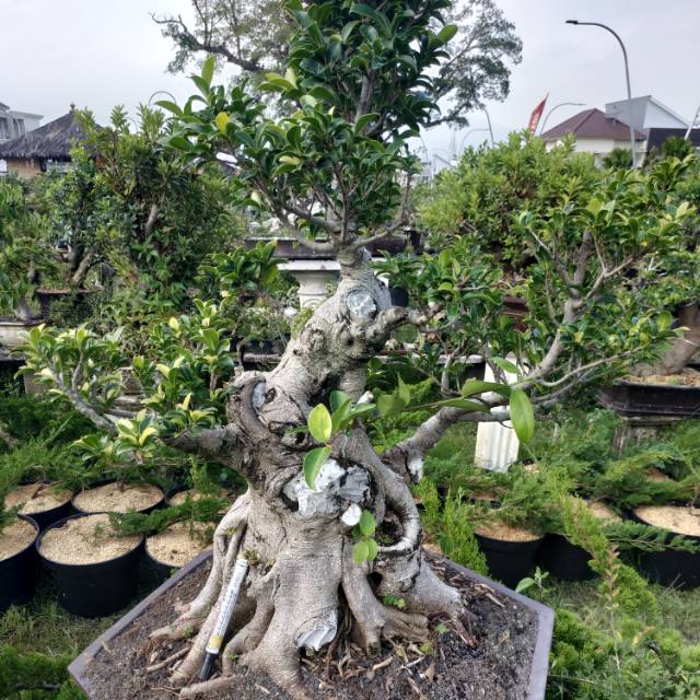 Bonsai Beringin Elegan Shopee Indonesia