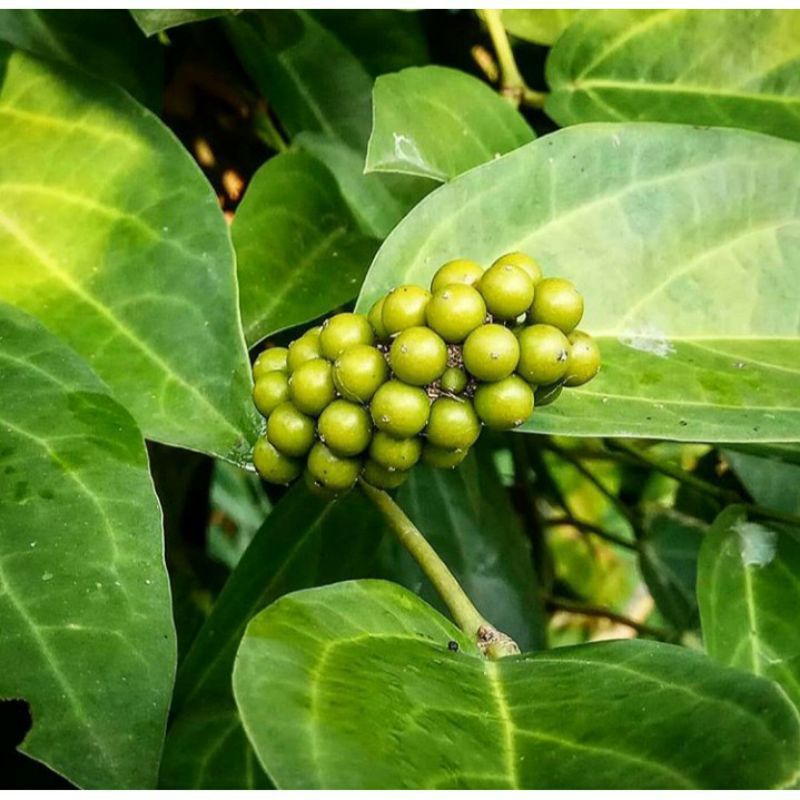 bibit kemukus  - kemukus perdu -kemukus rambat / kemukus super jenis tembaga