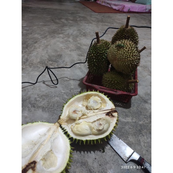 

durian payasunan