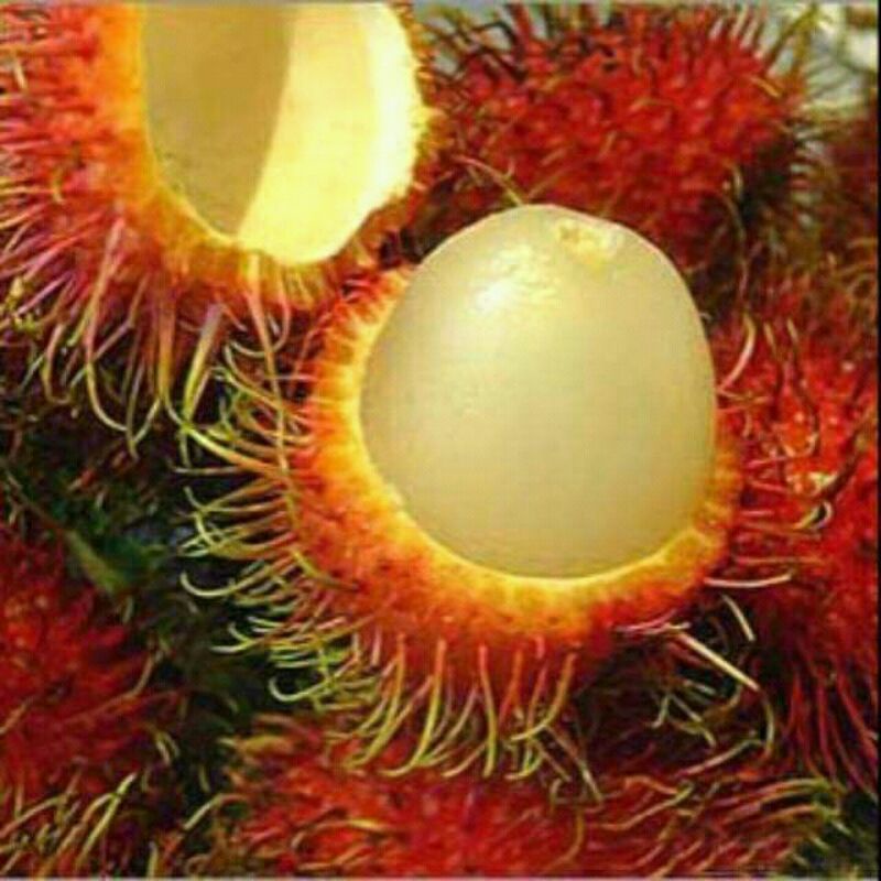 

BUAH RAMBUTAN LOKAL MANIS DAN SEGAR LANGSUNG PETIK 1 KG