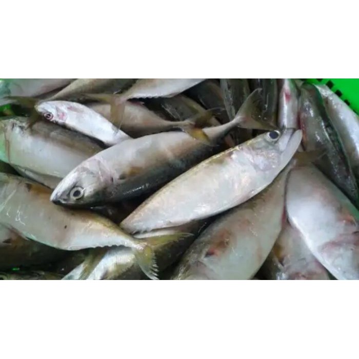 

ikan kembung segar 1kg