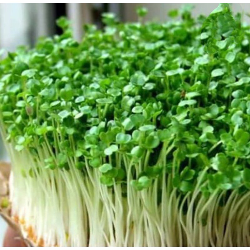 Biji Benih Sayur Microgreens Alfalfa Sprout