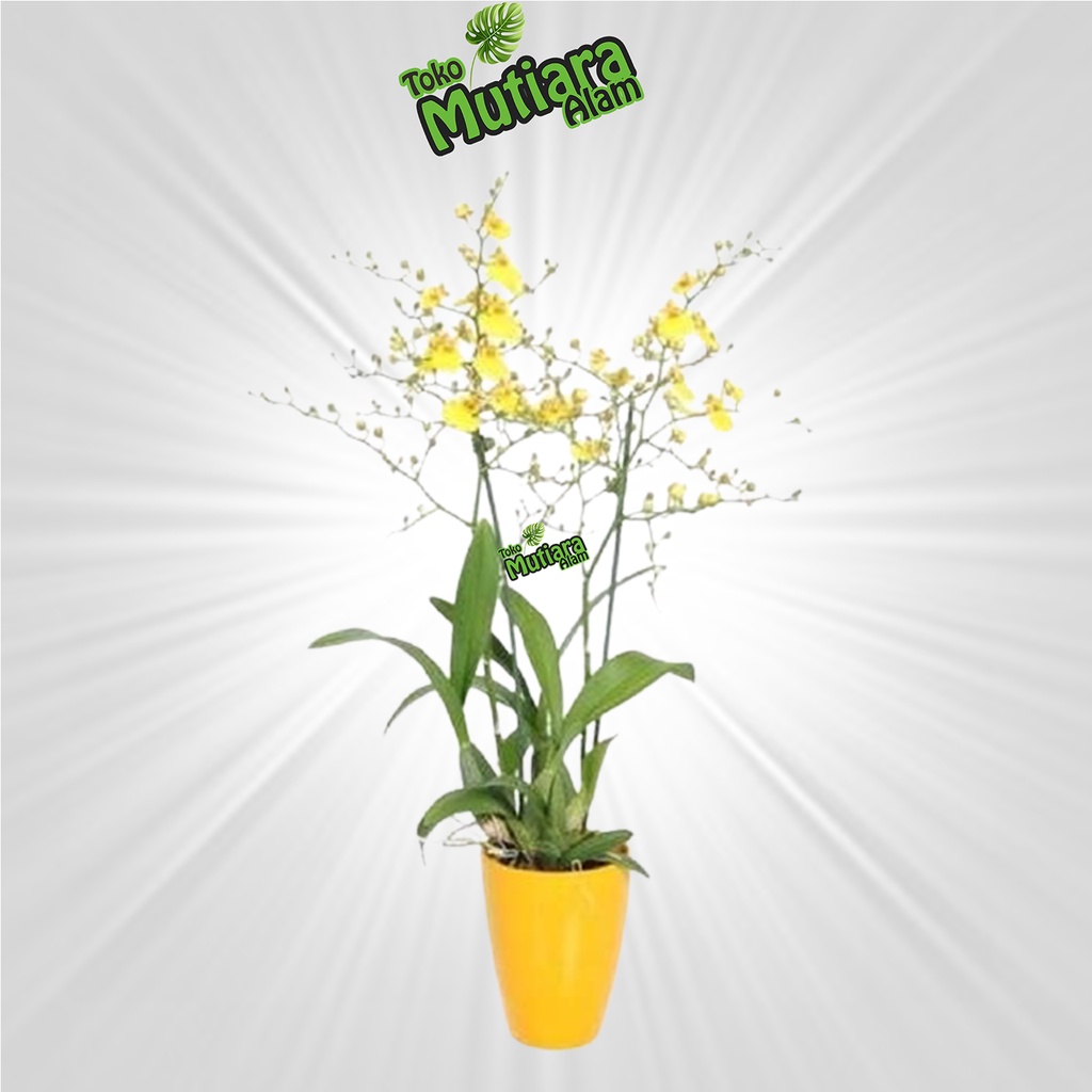 ONCIDIUM DEWASA MUTIARA ALAM