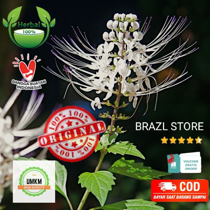 Daun Kumis kucing tanaman obat herbal asam urat batu ginjal jantung hipertensi kesehatan asamulin