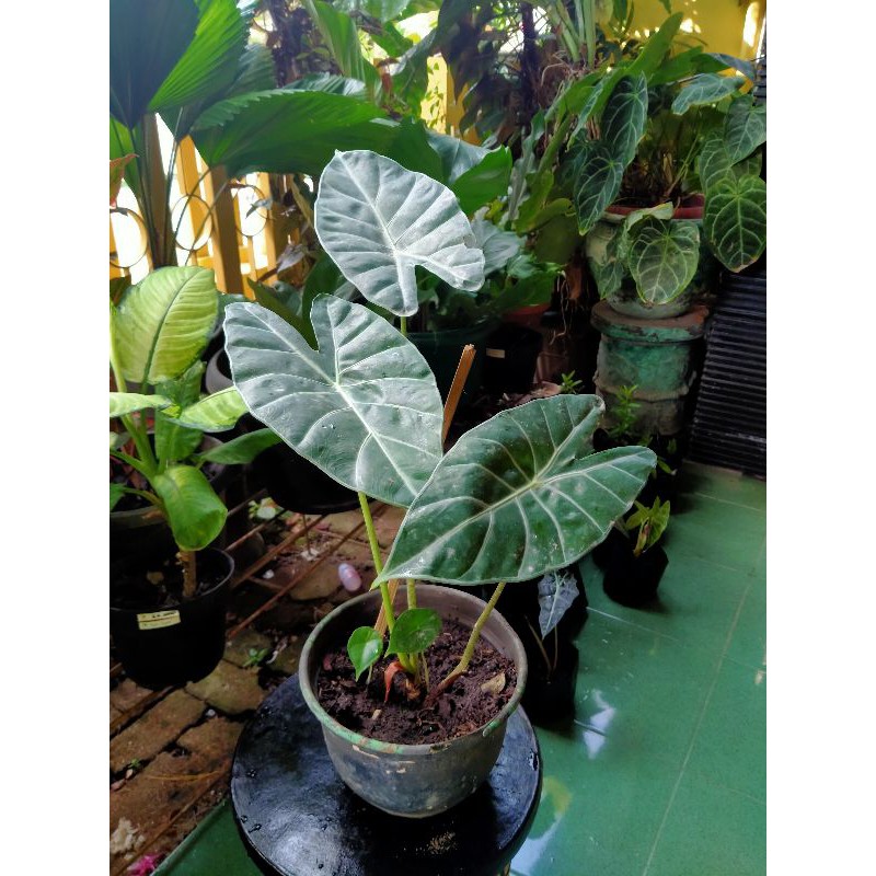 Alocasia Longiloba