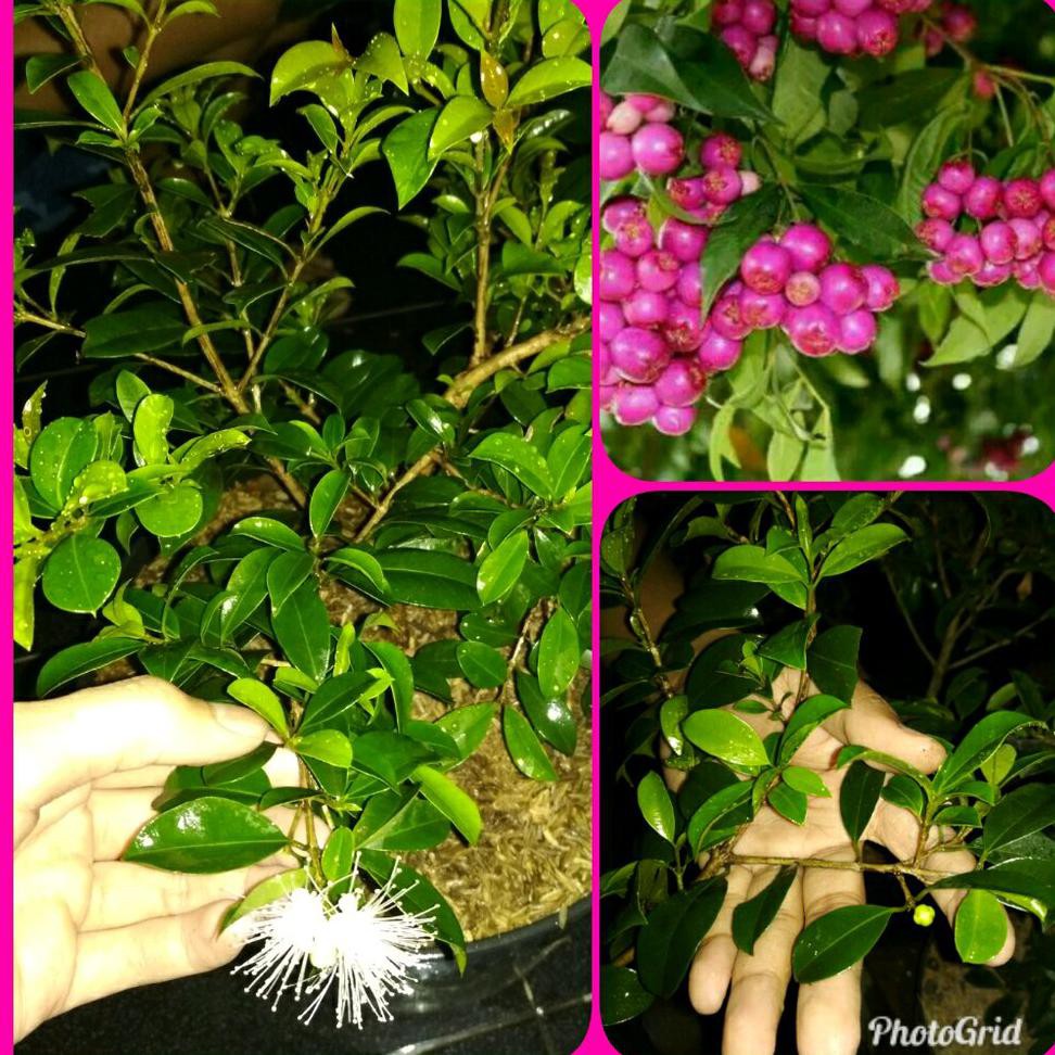 Freong Bibit Buah Jambu Air Lili Pili Atau Lily Pily Berbunga Siap Berbuah Kw Asli