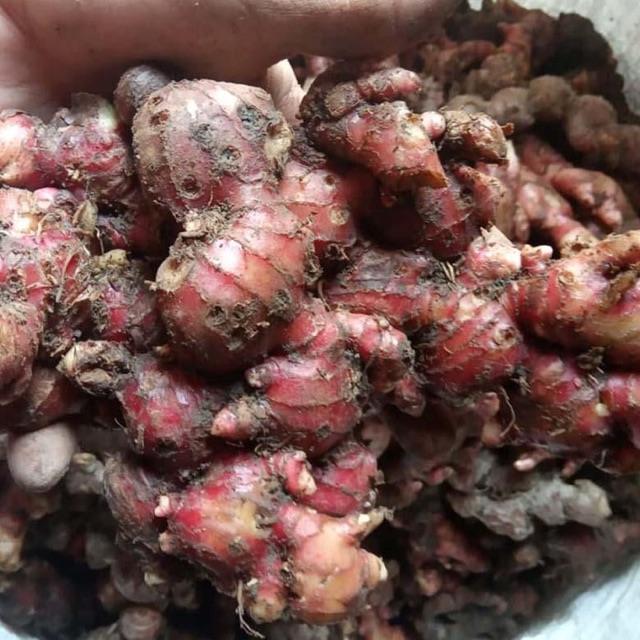 

Jahe Merah (Red Ginger) 500 gram - sayur curah