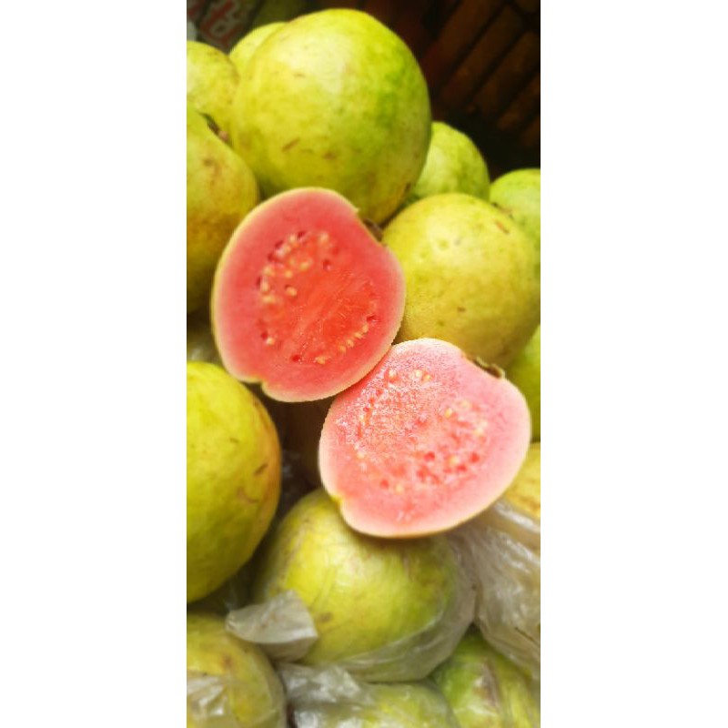 

jambu biji merah fresh 1kg