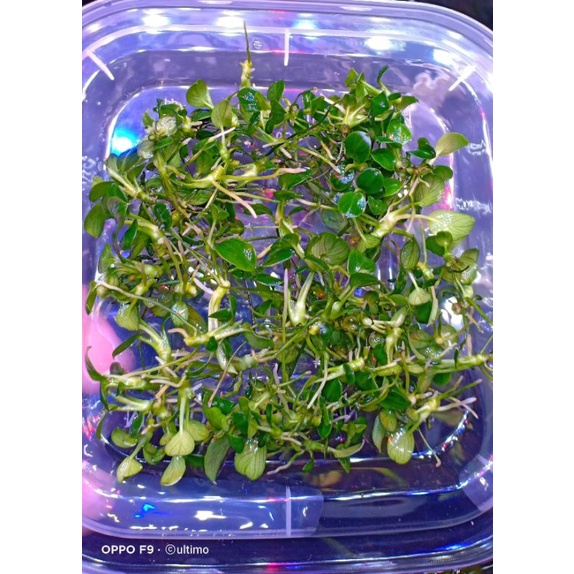 anubias