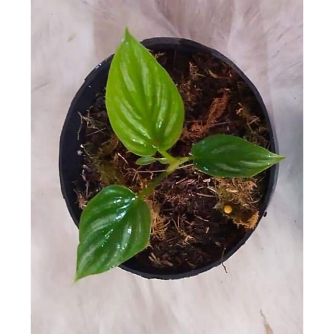 Philodendron Plowmani