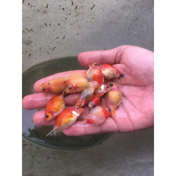 

ikan koki mutiara paket hemat 5 ekor