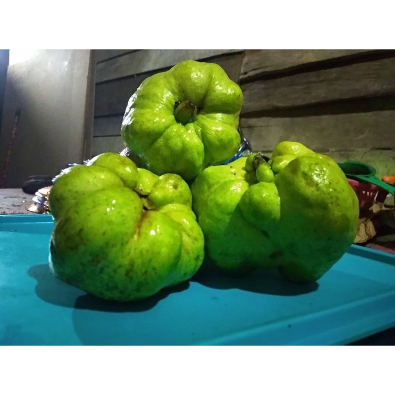 

Jambu Kristal